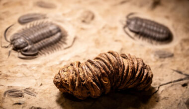 Cambrian Explosion May Have Been Triggered by Primitive Animal Feces — BigGo Finance