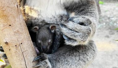 Koala joey marks successful breeding season at Yanchep National Park as visitors invited to choose name