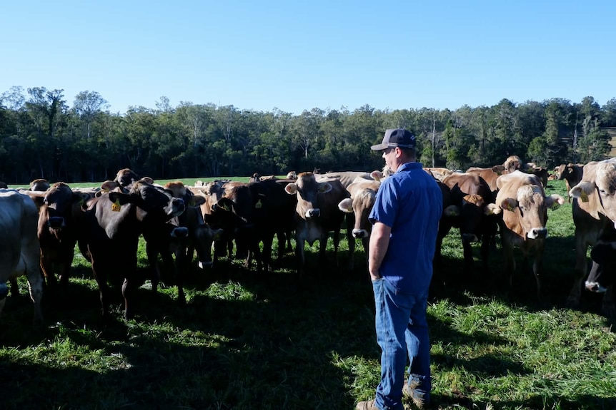 A man's back as he stands amongst his cows.