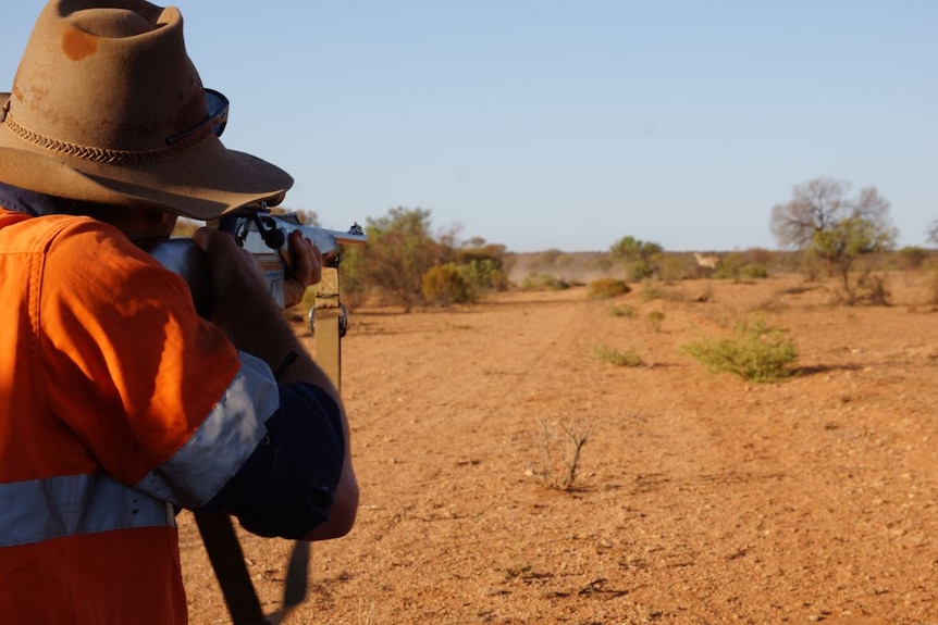 A grazier aims a rifle at a herd of camels in the desert.