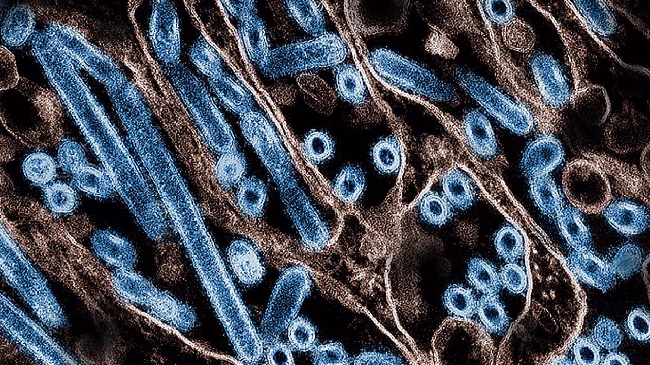 Labor ‘doing everything’ in bird flu fight to stop poultry farm contamination