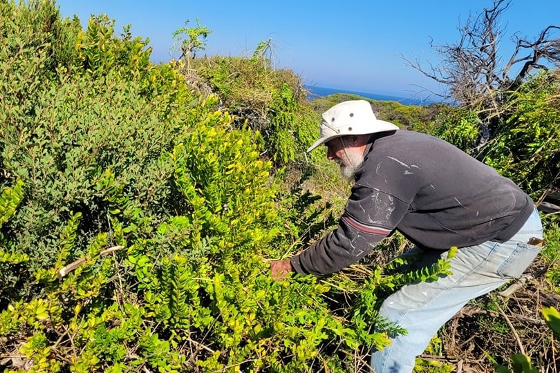 Man in hat trying to remove a large green shrub.
