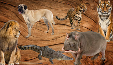 Composite image of animals with the strongest bite forces in the animal kingdom