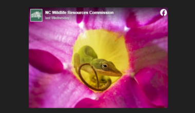 Odd sight in bloom helps Gastonia woman win NC photo contest