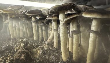 Psilocybin to Be Tested As Depression Treatment at Tuscaloosa VA