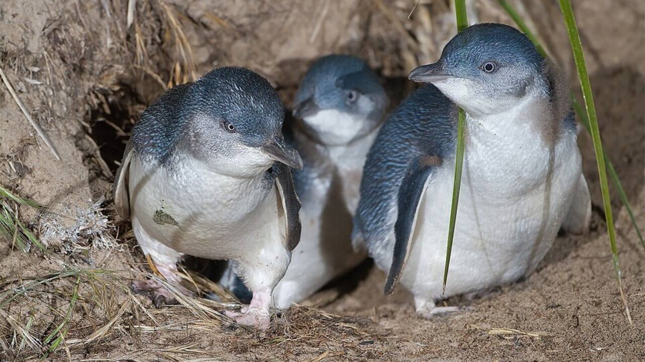 Australian Fairy Penguin (Eudyptula novaehollandiae). Image credits: Wikimedia Commons Australian Fairy Penguin (Eudyptula novaehollandiae)