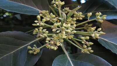 Why avocado flowers switch between female and male phases each day, and the genetic timing that helps trees cross-pollinate