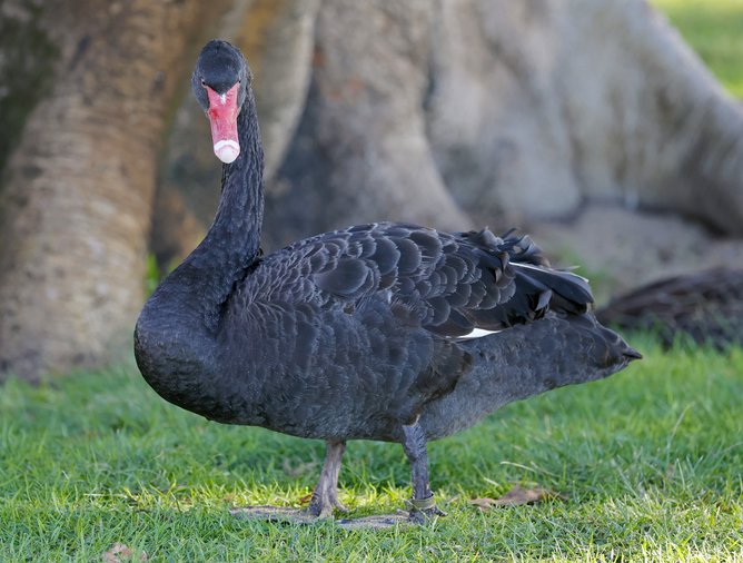 A black Swan by our Swan River, Matilda Bay.