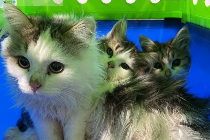 Three cats sitting together inside a small box.