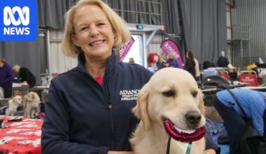 Australia's best golden retrievers go head-to-head in regional SA