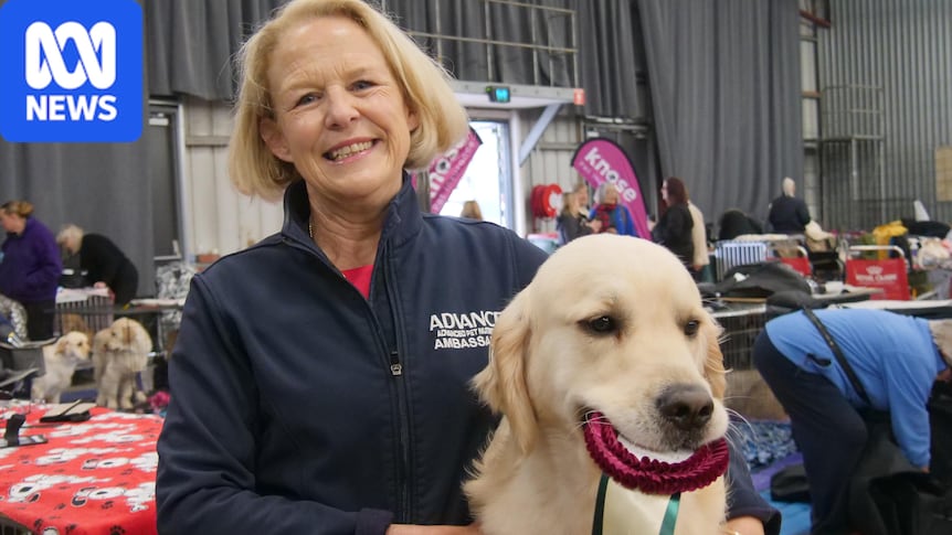 Australia's best golden retrievers go head-to-head in regional SA