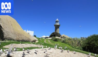 Bird flu detection at Narooma sparks fear for upcoming tourist season