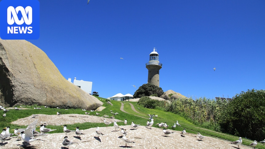 Bird flu detection at Narooma sparks fear for upcoming tourist season