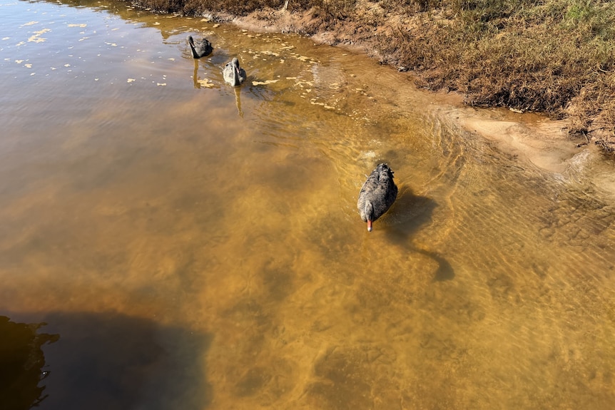 ducks in orange water