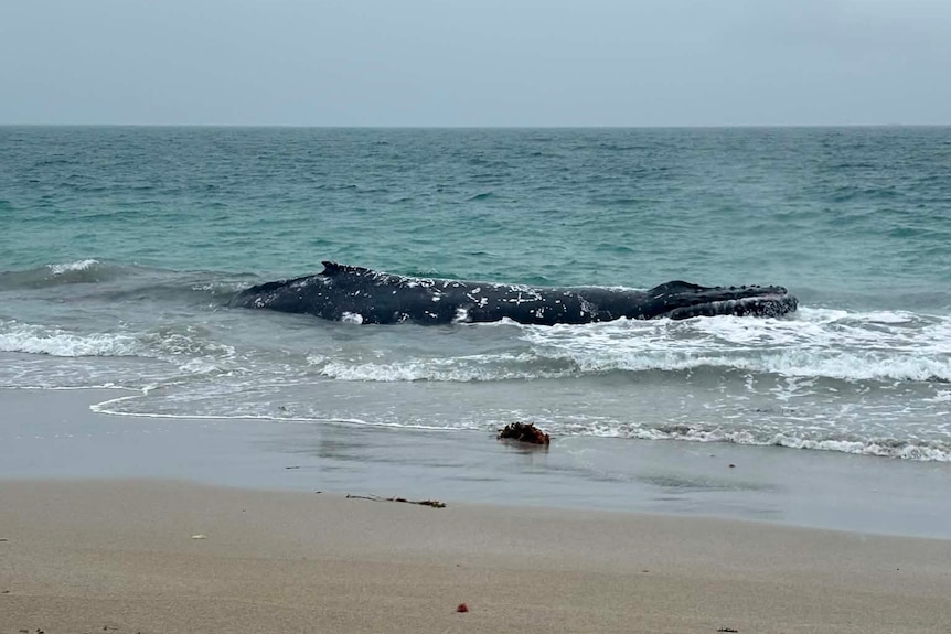 A whale in shallow water in the ocean