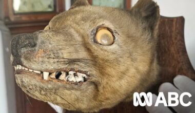 The googly-eyed 'stuffed fox' revealed to be a thylacine