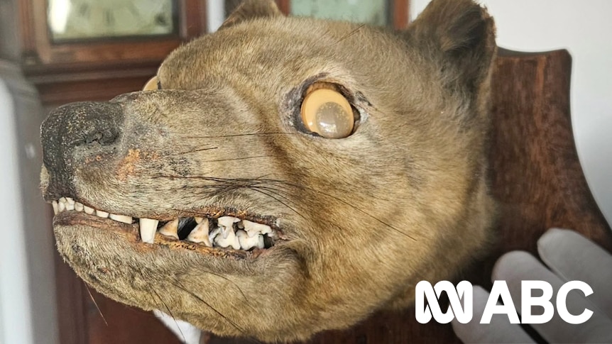 The googly-eyed 'stuffed fox' revealed to be a thylacine