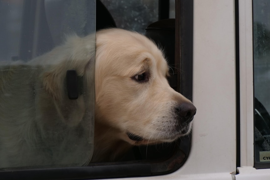 A golden retriever in a car, looking out the window