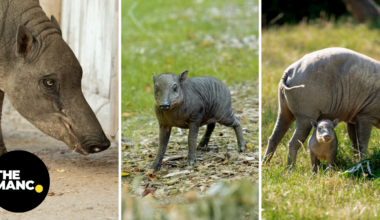 Rare endangered Indonesian babirusa'piglet born at Chester Zoo