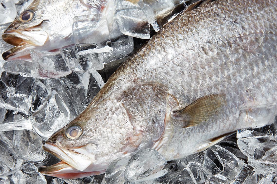 Two whole barramundi fish lying on a bed of clear ice cubes, viewed close up. The silver-grey fish have visible scales, fins and open mouths, with ice packed around and beneath them to keep them chilled and fresh.