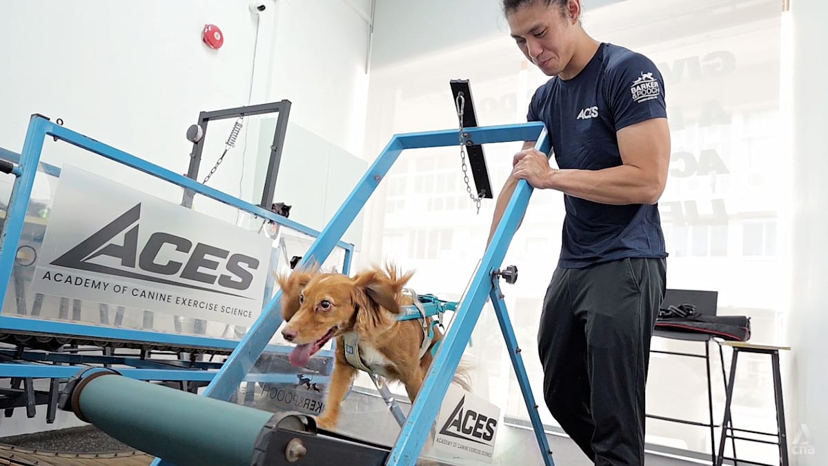 Is walking your dog enough? Inside Singapore's dog gym with treadmills and swimming