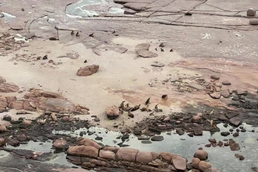 Several sea lions on rock island surrounded by sea water