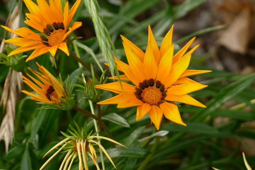 Pretty orange daisy-like flowers on dark green foliage.