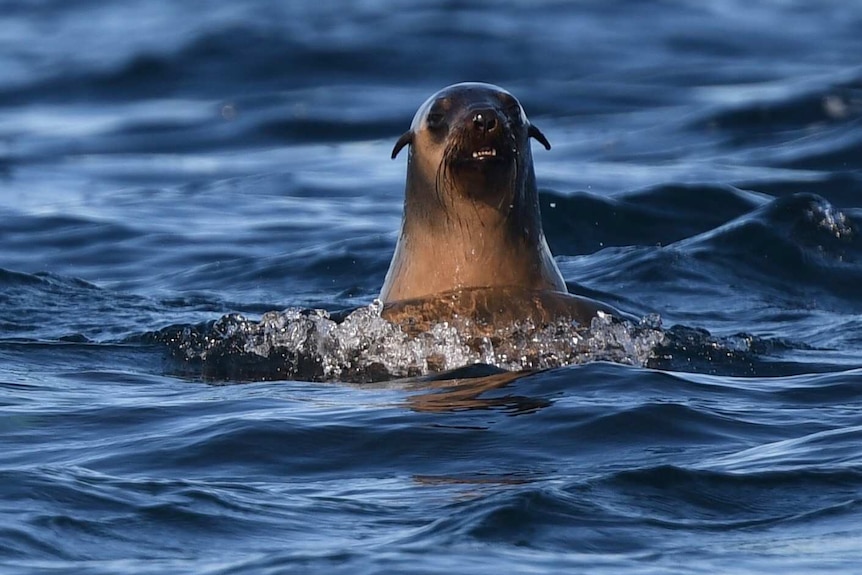 A lone fur seal's head surfaces above the ocean, looks towards camera.