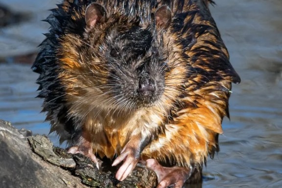 A close up of a wet rakali crouching on a branch, water behind. Golden belly visible, looks sideways.