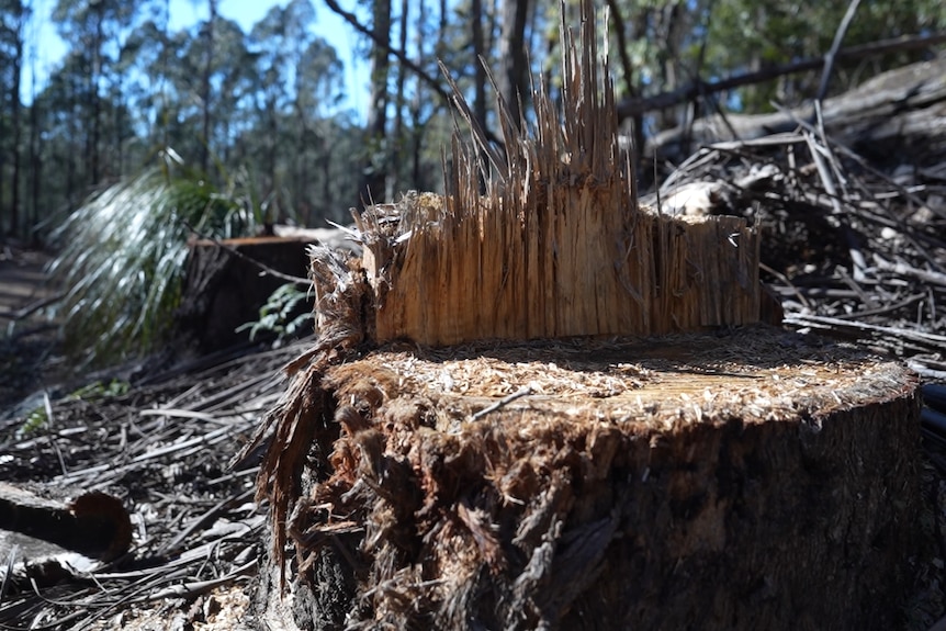 A tree trunk that looks recently cut down.