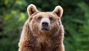 There's One Predator That Terrifies Bears And Mountain Lions Alike : ScienceAlert