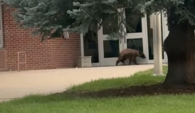 Bear spotted outside Northern Colorado school ready to head back to class