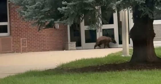 bear-at-school-1-still-from-video-credit-aja-hemmati.png