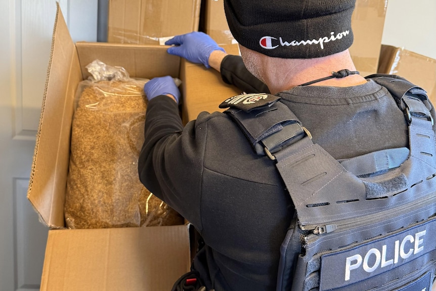 An unidentified male police officer inspects tobacco.