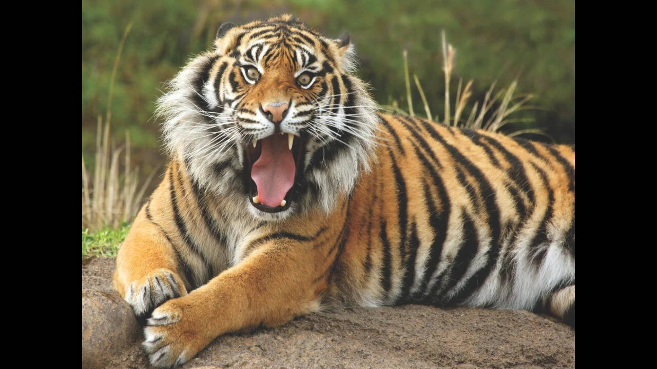 Tadoba national park (Canva) Bengal tiger