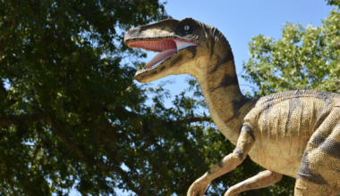 The Velociraptor stalking the kitchen in Jurassic Park was nearly two metres tall and scaly. The real animal barely reached your knee — about 15 kilos, roughly turkey-sized, and covered in feathers, with the quill anchor points still visible on a fossil forearm
