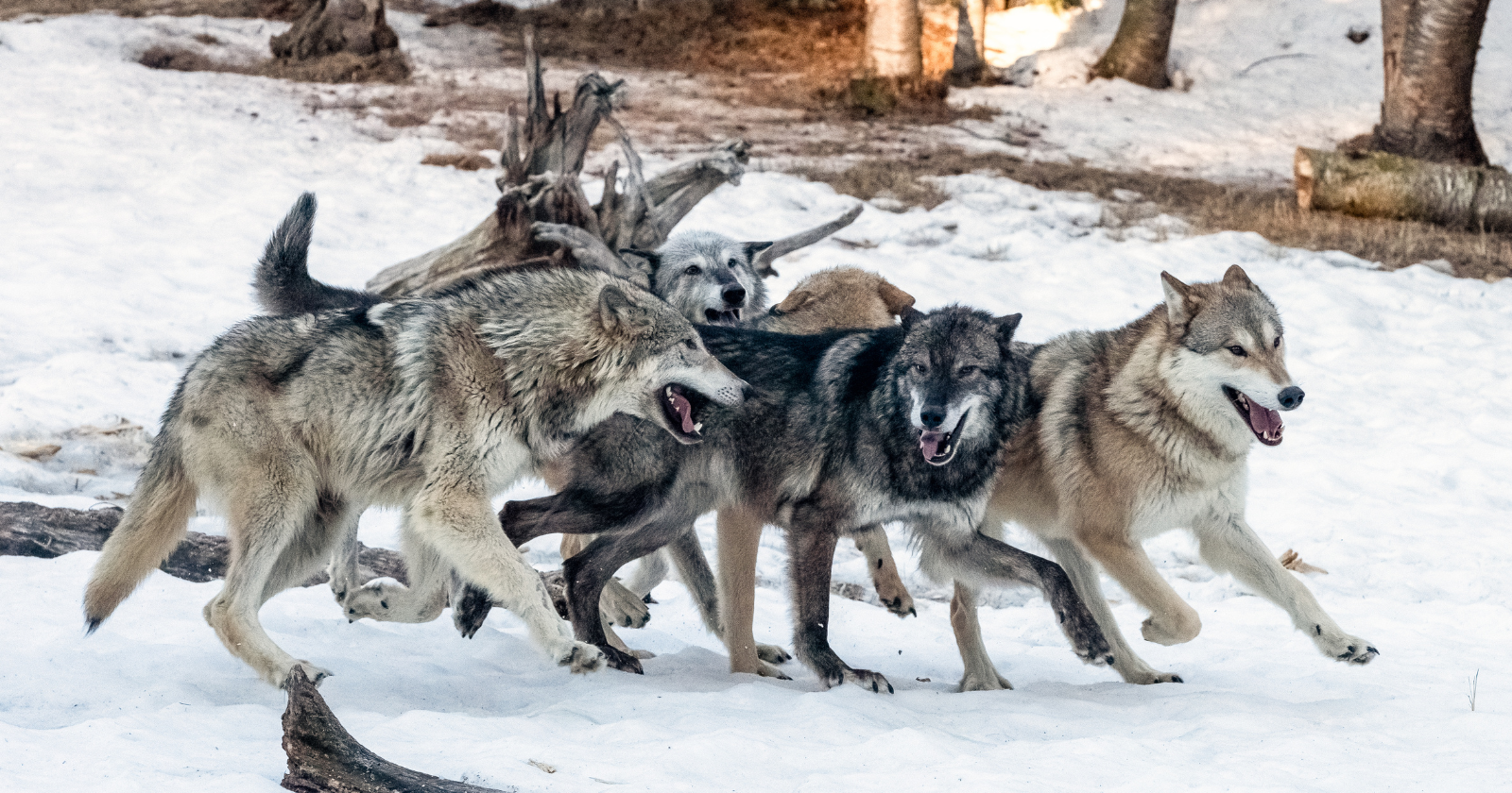 In a wolf pack, older brothers and sisters often help with the babysitting. While some adults are away hunting, wolves from previous litters guard the new pups and carry food back for them — an all-hands approach to raising the young that can improve a pup's chances of surviving