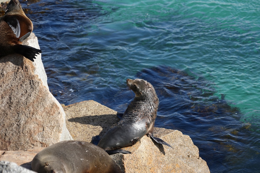 Seal on a rock