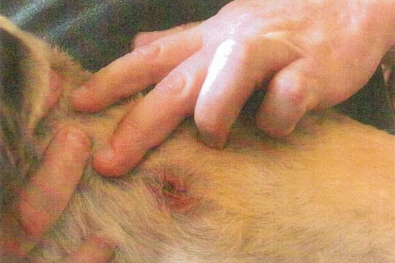 An raw wound on a small white dog after it was shot by an air rifle