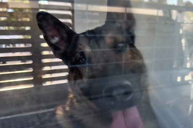 Council rangers spent Friday morning tranquillising eight German Shepherds guarding the rural residence before transporting them off the premises.