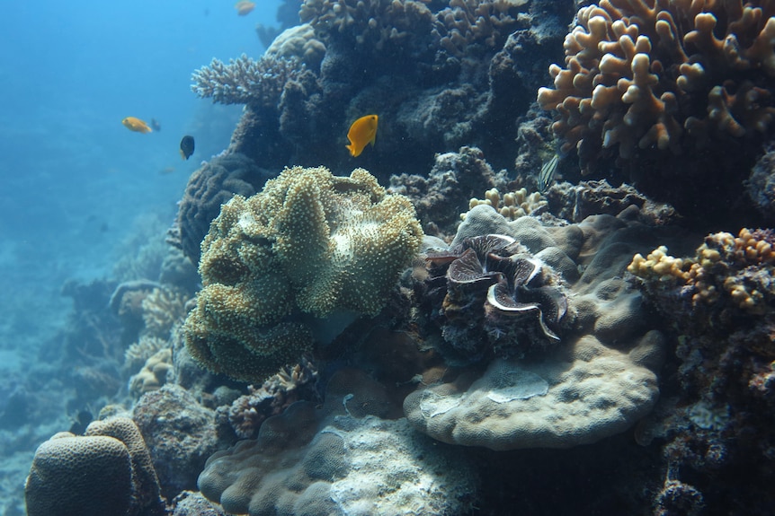 brightly coloured coral reef