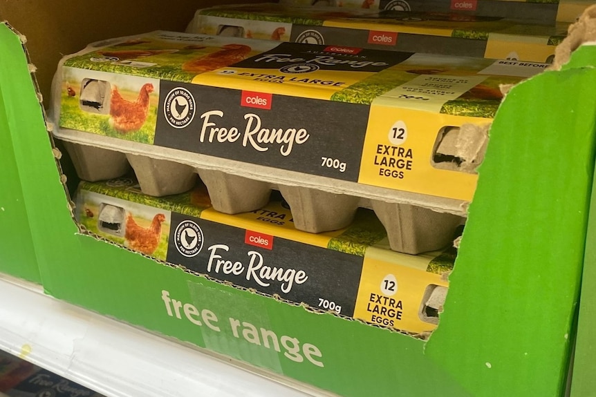 Cartons of eggs on a supermarket shelf.