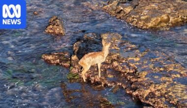 Deer on rock shelf near Wollongong pool highlights urban pest problem