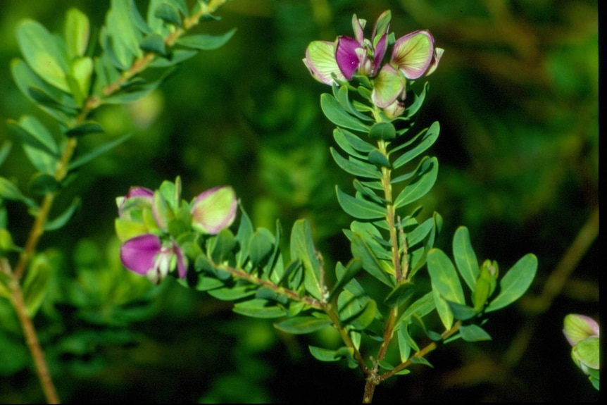 A close up of a small pink flowers on lime-green growth.