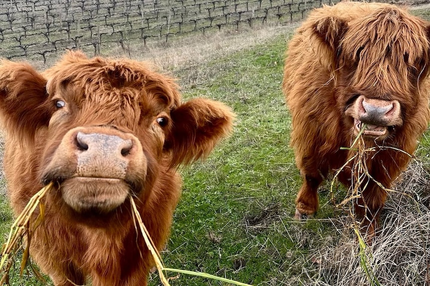 Two brown highland cows with grass in their mouths in paddock with vines behind them
