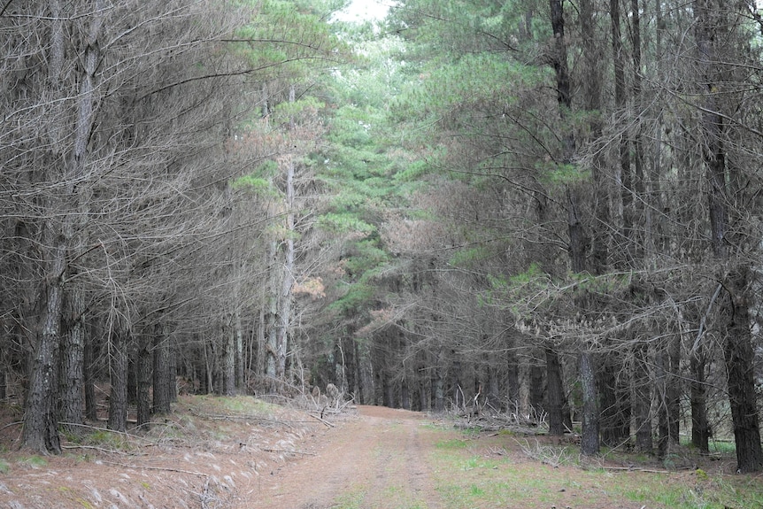 Landscape image of forest road. 