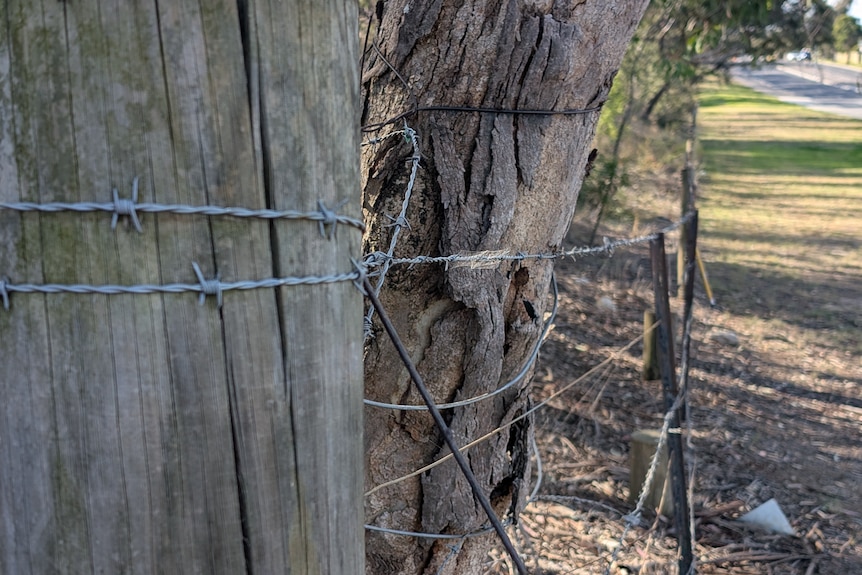Wire fence outside a property at Eschol Park where a man was killed in a suspected dog attack