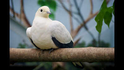 In 1964, an Australian couple began visiting Hinchinbrook Island; five decades of counts recorded its pied imperial-pigeon population rising to more than 40,000
