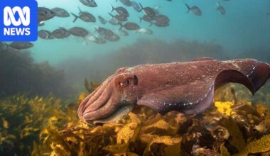 Giant cuttlefish numbers declined by almost 100pc this year, PIRSA says