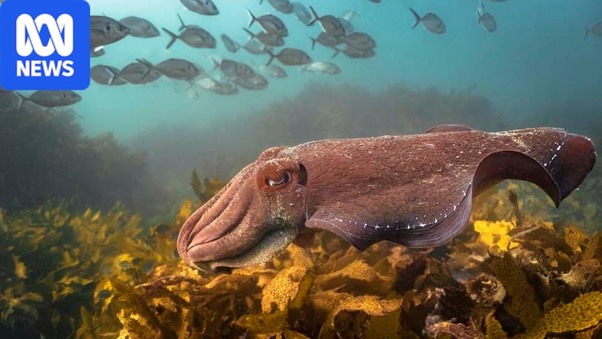 Giant cuttlefish numbers declined by almost 100pc this year, PIRSA says